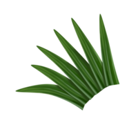 pandan foglia illustrazione png