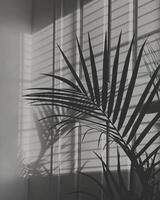 Black and white plant background photo