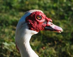 de cerca retrato de blanco almizcle Pato cabeza en borroso césped texturizado antecedentes foto