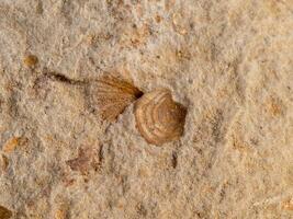 closeup of a small fossilized shell imprint in limestone photo