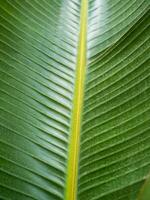 vertical botanical background, closeup of leaf of Strelitzia Nicholas plant photo