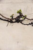 vertical imagen de un vid rama en el antecedentes de un hormigón gris pared con oscuro sombra foto