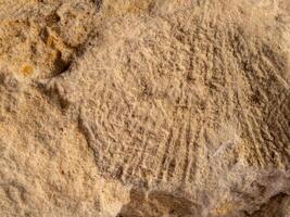 closeup of a fossilized shell imprint in limestone photo