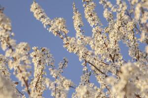 Plum tree flowers detail at sunset photo