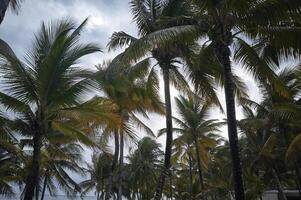 Some palm trees typical of the Mexican Caribbean photo