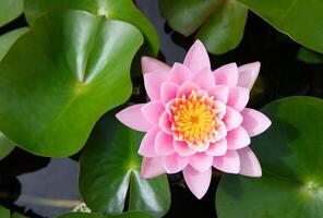 Top view of Pink Hardy Water lily flower with green leaves in background photo