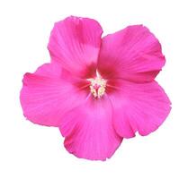 Pink hibiscus flower isolated on white background photo