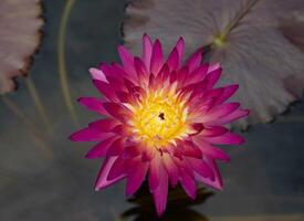 Top view of purple tropical waterlily flower photo