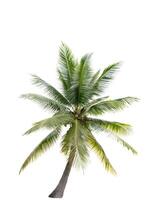 árbol de coco aislado sobre fondo blanco foto