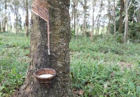 Rubber trees in rubber plantation. Rubber latex extracted from rubber tree in bowl. photo