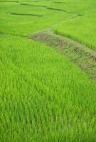 Green paddy field at countryside in Nan province, northern of Thailand. photo