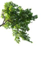 Green foliage and branch of tree isolated on white background photo