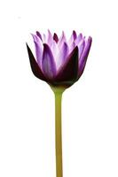 Purple water lily isolated on white backgroud photo