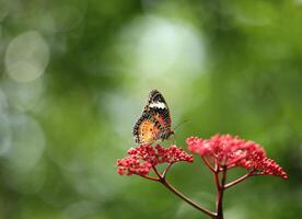 Leopard Lacewing butterfly on red flower with green bokeh background photo