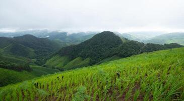 Green rice terraces on complicated hills in Nan Province, Thailand. photo