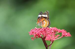 Leopard Lacewing butterfly on red flower with green background photo