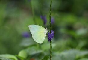 mall yellow butterfly on violet flower with blurred background photo