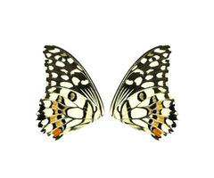 Lime Swallowtail butterfly wings isolated on white background photo