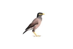 Common myna bird isolated on white background photo