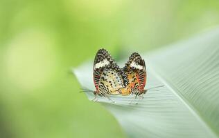 Butterflies breeding on green leaves with blurred background. photo