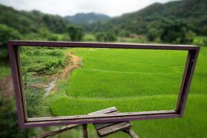 Green paddy field at countryside selective focus on wooden frame with blurred background photo