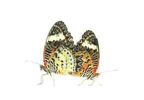 Leopard Lacewing breeding isolated on white background photo