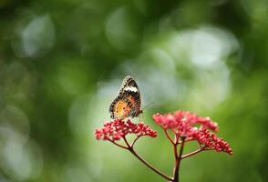 leopardo Lacewing mariposa en rojo flor con verde bokeh antecedentes foto