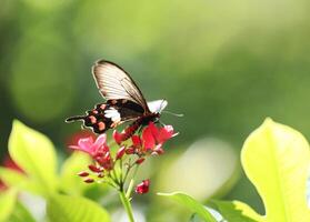 Papilio Iswara, Great Helen beautiful black butterfly on red flowers with green blurred background. photo