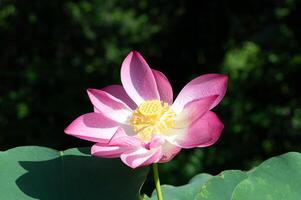 Pink lotus with water drops on petals with green bokeh background photo