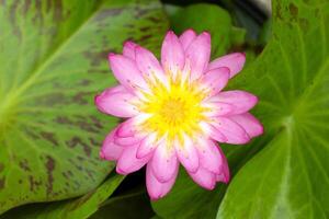 Top view of a pink Nymphaea lotus flower. photo