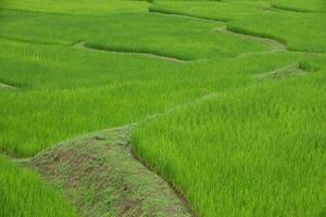 Green rice terraces at Nan province, Thaoland. photo