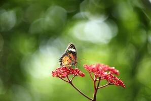 leopardo Lacewing mariposa en rojo flor con verde bokeh antecedentes foto