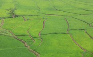 Asian farmers explores rice terraces, Nan province , northern of Thailand. photo