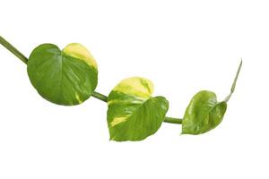 Vine golden pothos leaves isolated on white background photo