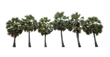 Row of sugar palm tree isolated on white background photo