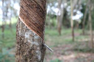 Rubber trees in rubber plantation. photo