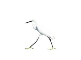 White egret isolated on white background photo