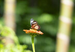 Leopard Lacewing butterfly on orange flower with green background photo