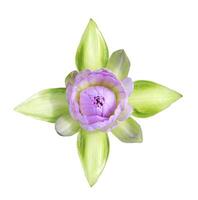 Top view of purple tropical waterlily isolated on white background photo