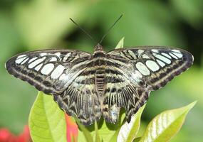 Parthenos sylvia butterfly on green leaf with blurred background photo