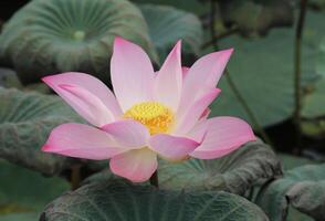 Pink lotus flower blooming with green leaves photo