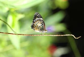 Leopard Lacewing butterfly on red flower with green bokeh background photo