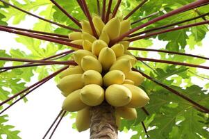 Yellow papayas on papaya tree. photo