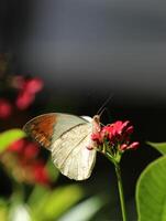 Yellow butterfly with orange colored wings on red flowers photo