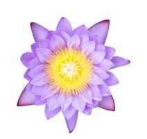 Purple tropical waterlily with yellow pollen isolated on white background photo