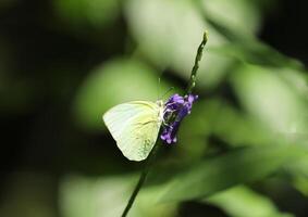 Small yellow butterfly on violet flower with blurred background photo