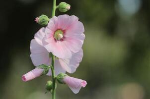 Pink hollyhock flower with green garden background photo