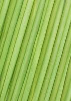 Close up imsage of green palm leaf background photo