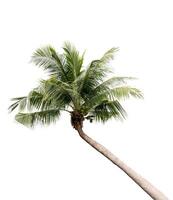 Coconut tree isolated on white background photo