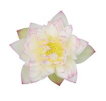 Water lily isolated on white background photo